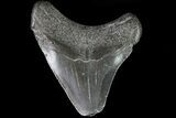 Juvenile Megalodon Tooth - Georgia #83627-1